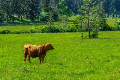 In the green grass brown cow during the day
